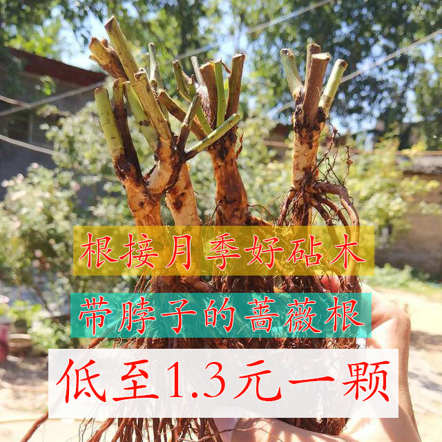 实生根无刺蔷薇月季嫁接砧木园艺种子繁殖实生蔷薇根盆景提根月季